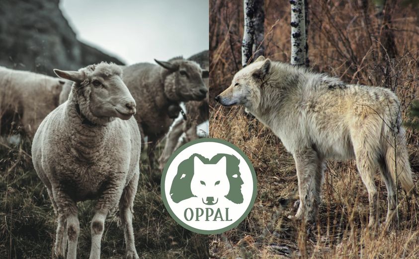 En Valais, une organisation propose une solution concrète afin d'éviter les attaques de loups